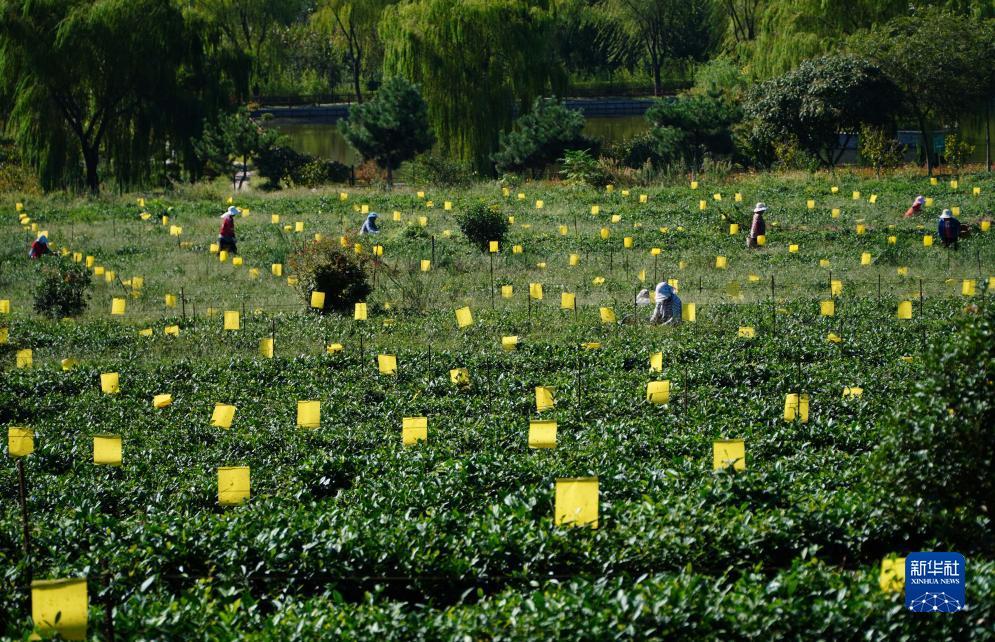 棋牌排名第一